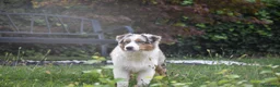 Australian Shepherd cani in vendita: Australian Shepherd pedigree ENCI - Annuncio 36