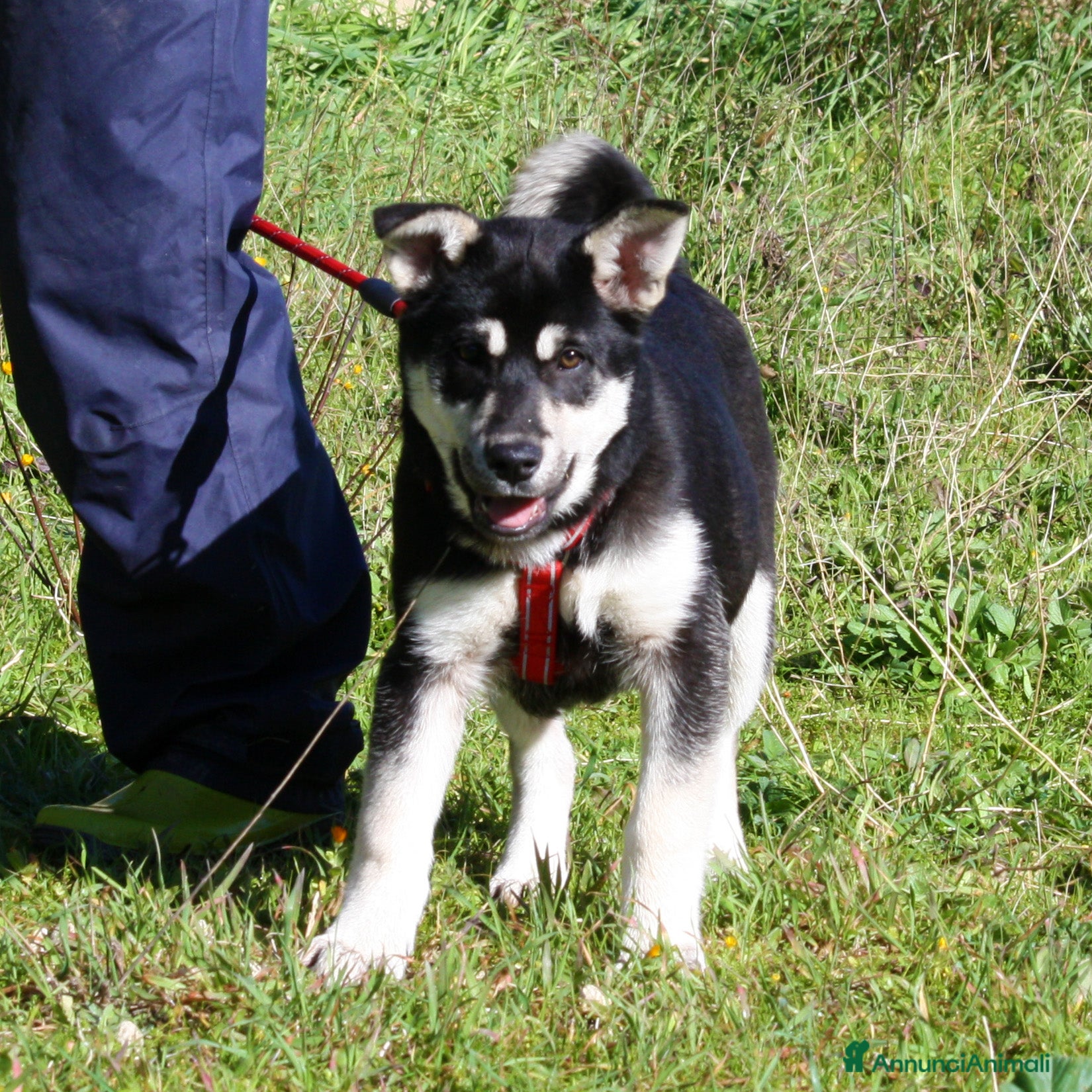 Meticcio cani Matilde mix pastorina in adozione  - Annuncio 2