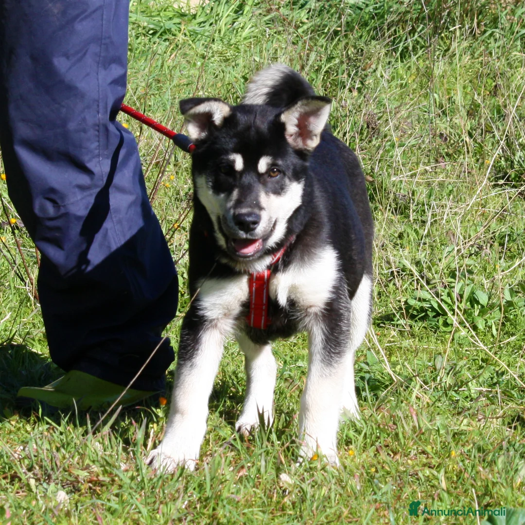 Meticcio cani in regalo: Matilde mix pastorina in adozione  - Annuncio 2