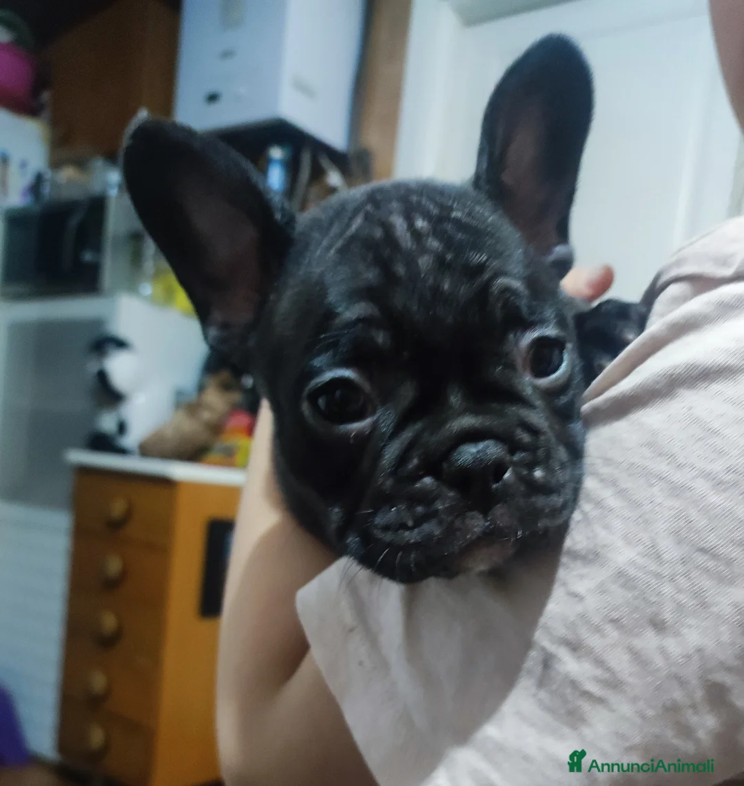 Bulldog Francese cani in vendita: Cuccioli di bulldog francese  - Annuncio 4