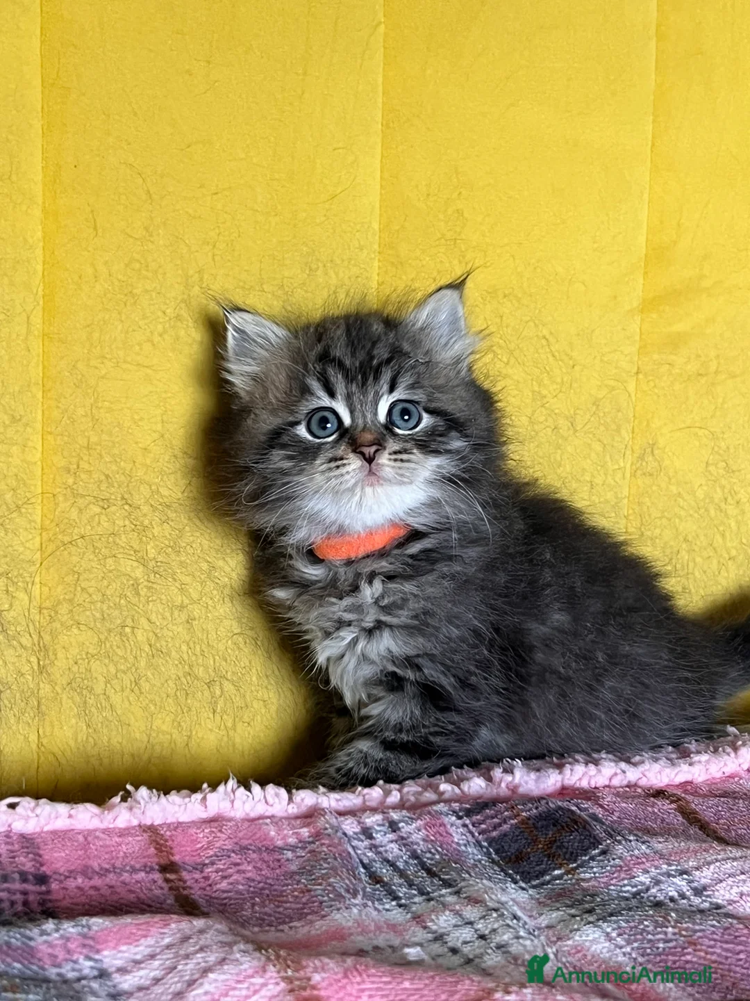 Siberiano gatti in vendita: Siberiani  - Annuncio 4