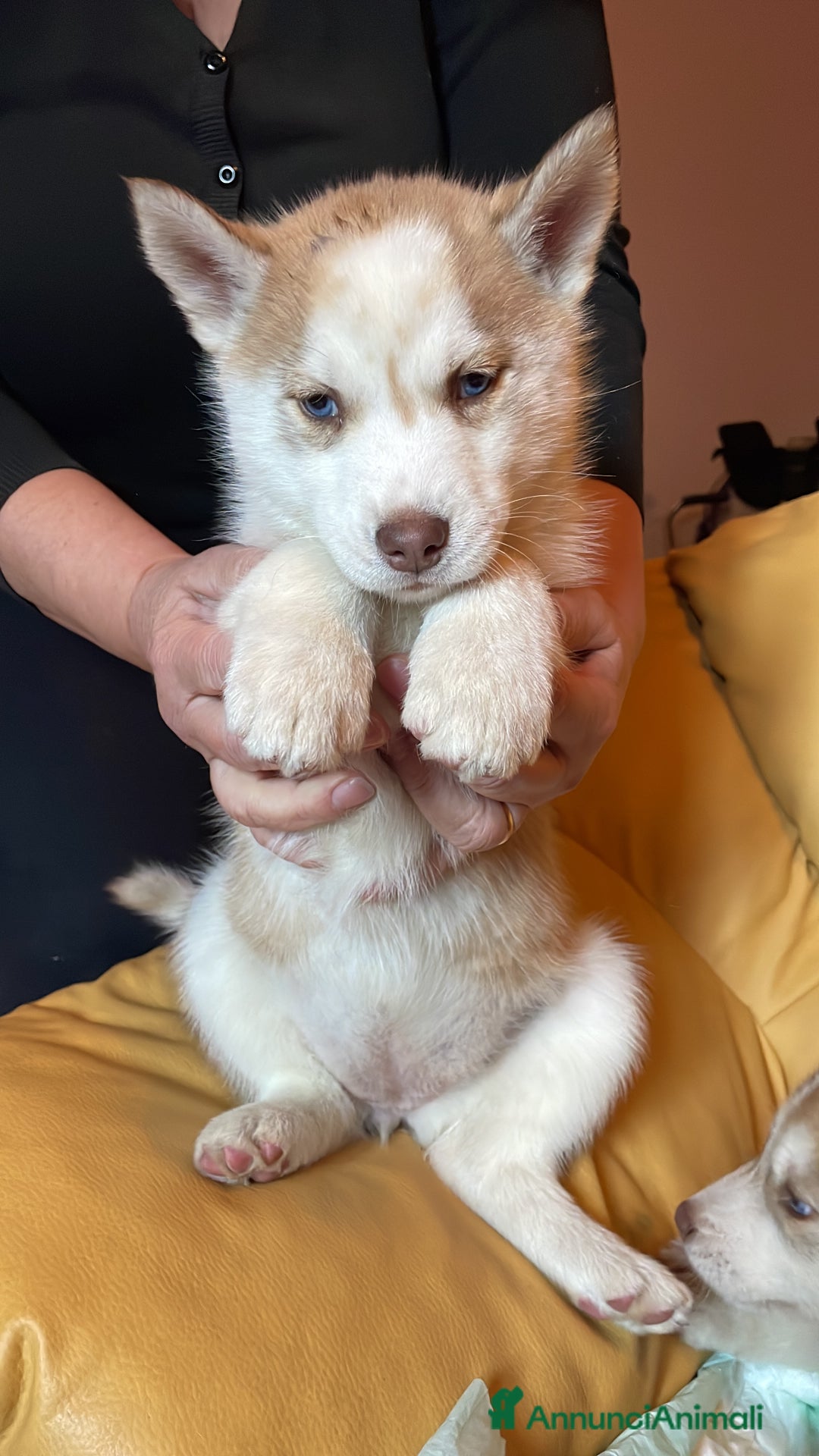 Husky cani in vendita: Cuccioli Siberian Husky - Annuncio 6