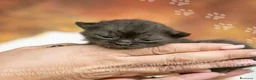 Scottish gatti in vendita: Cuccioli di Scottish Fold e Straight con Pedigree - Annuncio 26