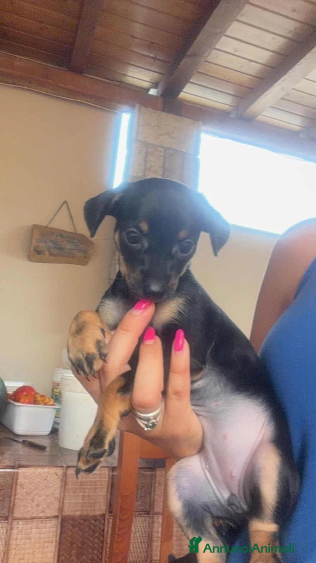 Pinscher Miniatura cani in vendita: Pinscher femmina  - Annuncio 1