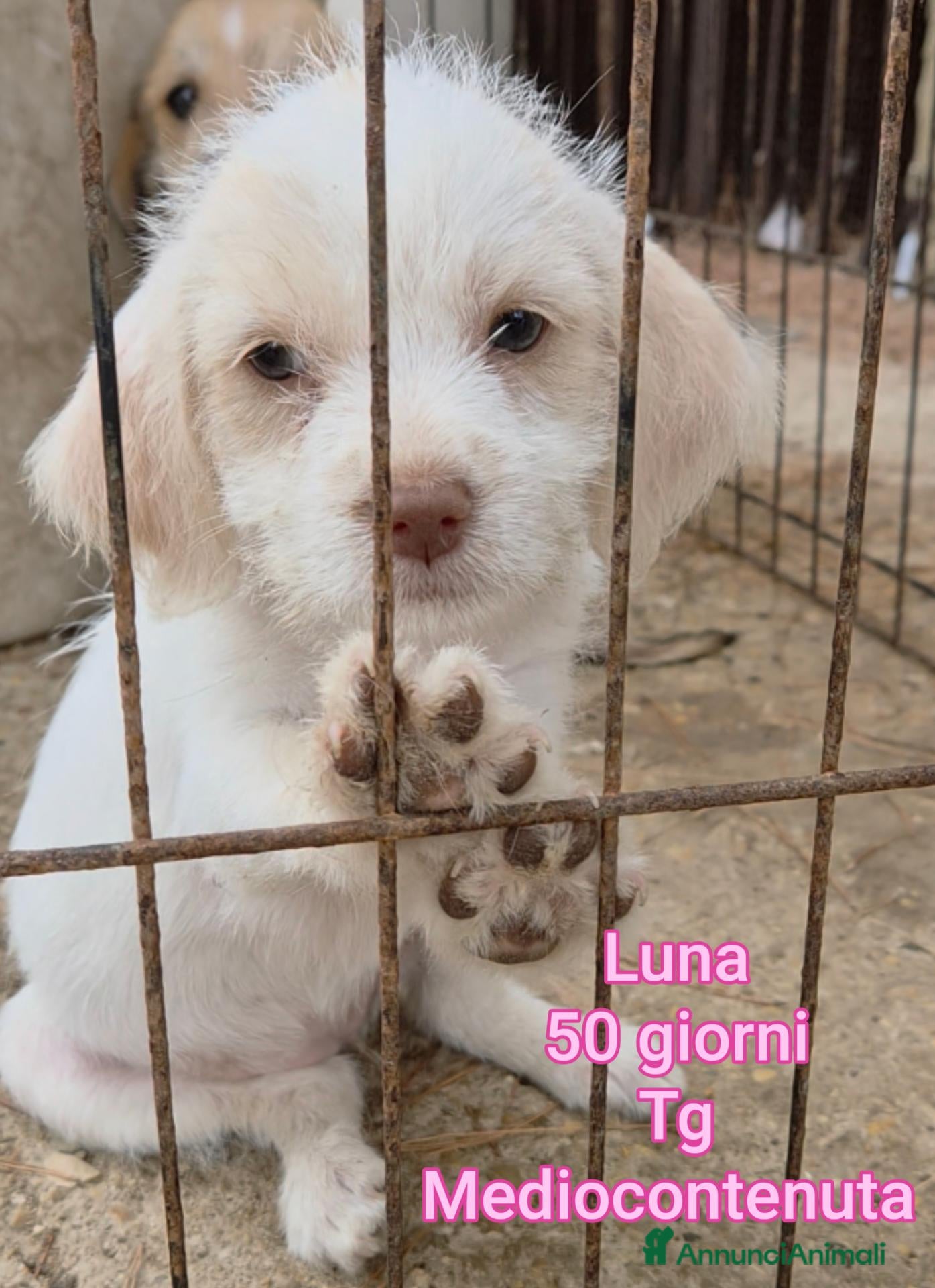 Meticcio cani CUCCIOLI IN CERCA DI FAMIGLIE  - Annuncio 33