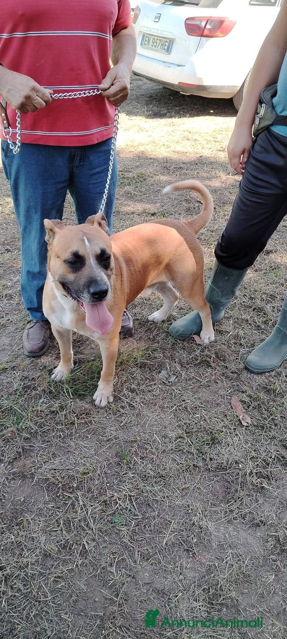 Altre razze cani ENNESIMO APPELLO! Simil amstaff buono cm il pane! - Annuncio 35