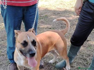 Altre razze cani ENNESIMO APPELLO! Simil amstaff buono cm il pane! - Annuncio 35