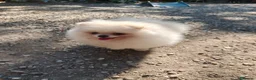 Volpino Pomerania cani in vendita: Volpino di Pomerania  - Annuncio 4
