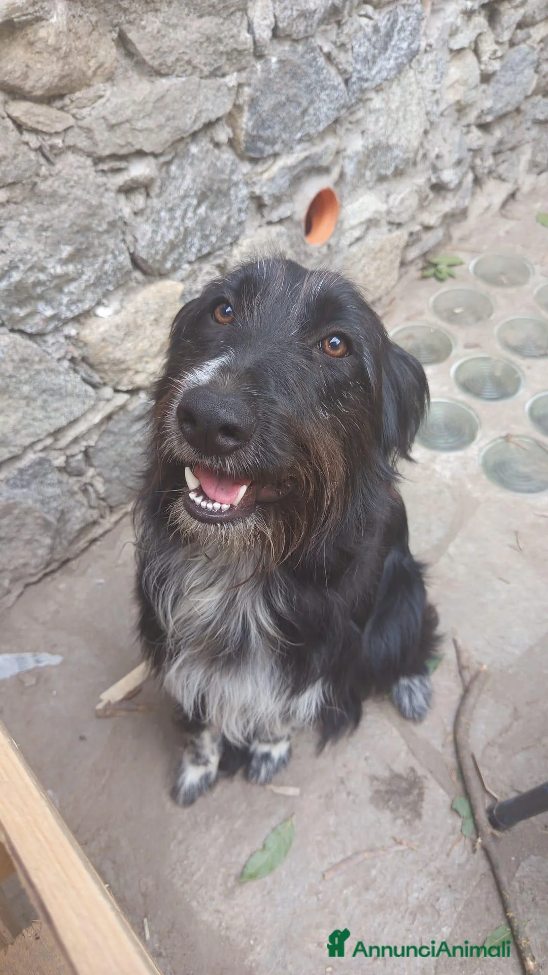 Meticcio cani in regalo: Cerchiamo una nuova famiglia per pablo - Annuncio 2