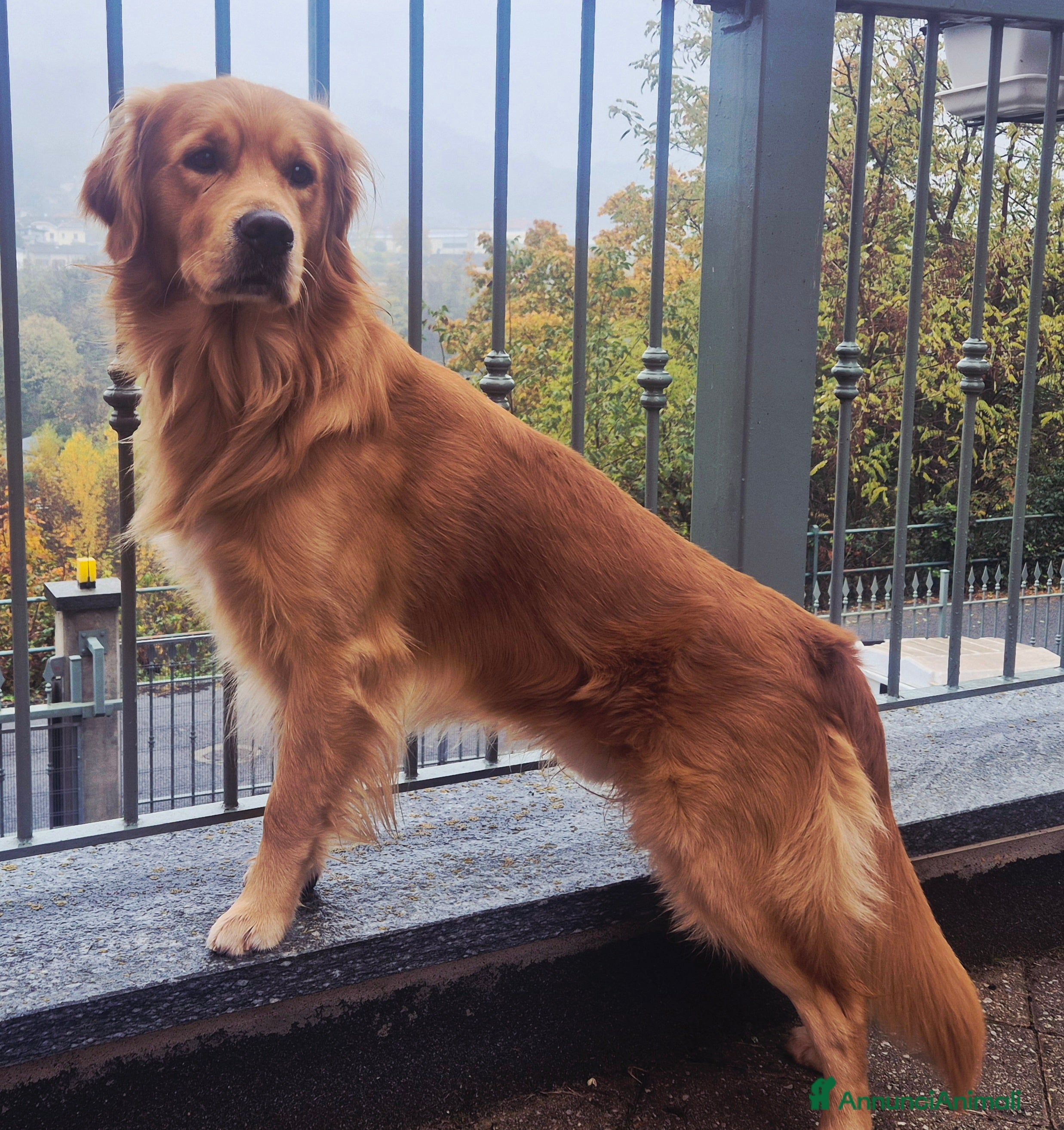 Golden Retriever cani Aron cerca fidanzatina - Annuncio 1