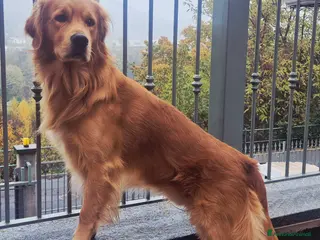 Golden Retriever cani Aron cerca fidanzatina - Annuncio 2