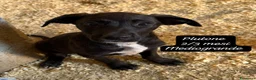 Meticcio cani in regalo: Meticci dolcissimi da salvare - Annuncio 8