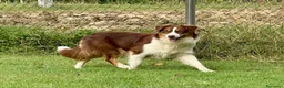 Australian Shepherd cani in vendita: Cuccioli Australian Shepherd / Pastore Australiano - Annuncio 13