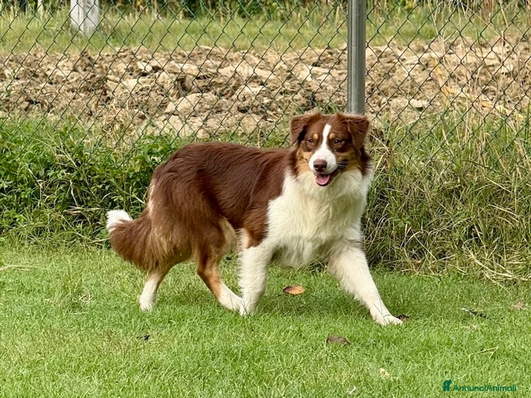 Australian Shepherd cani in vendita: Cuccioli Australian Shepherd / Pastore Australiano - Annuncio 13