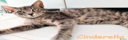 Europeo gatti in regalo: CINDERELLA BELLISSIMA GATTINA a Città metropolitana di Roma Capitale - Annuncio 2