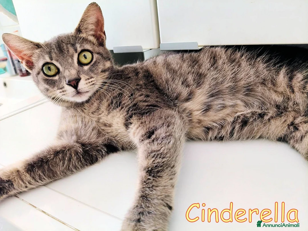 Europeo gatti in regalo: CINDERELLA BELLISSIMA GATTINA a Città metropolitana di Roma Capitale - Annuncio 2