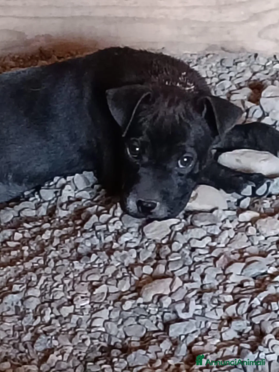 Pitbull cani in regalo: Era e Giunone  - Annuncio 3