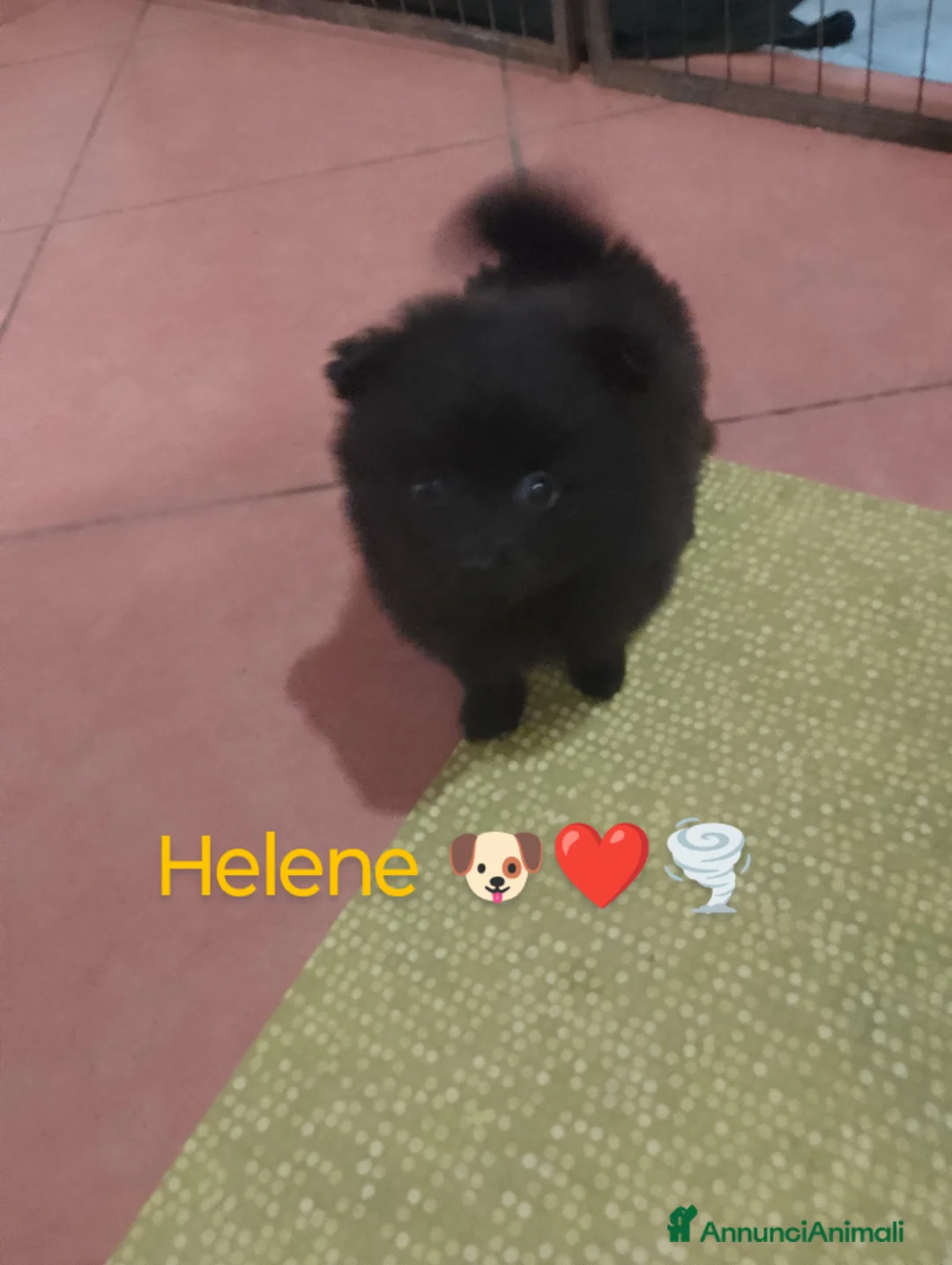 Volpino Italiano cani in vendita: Volpini italiani - Annuncio 7