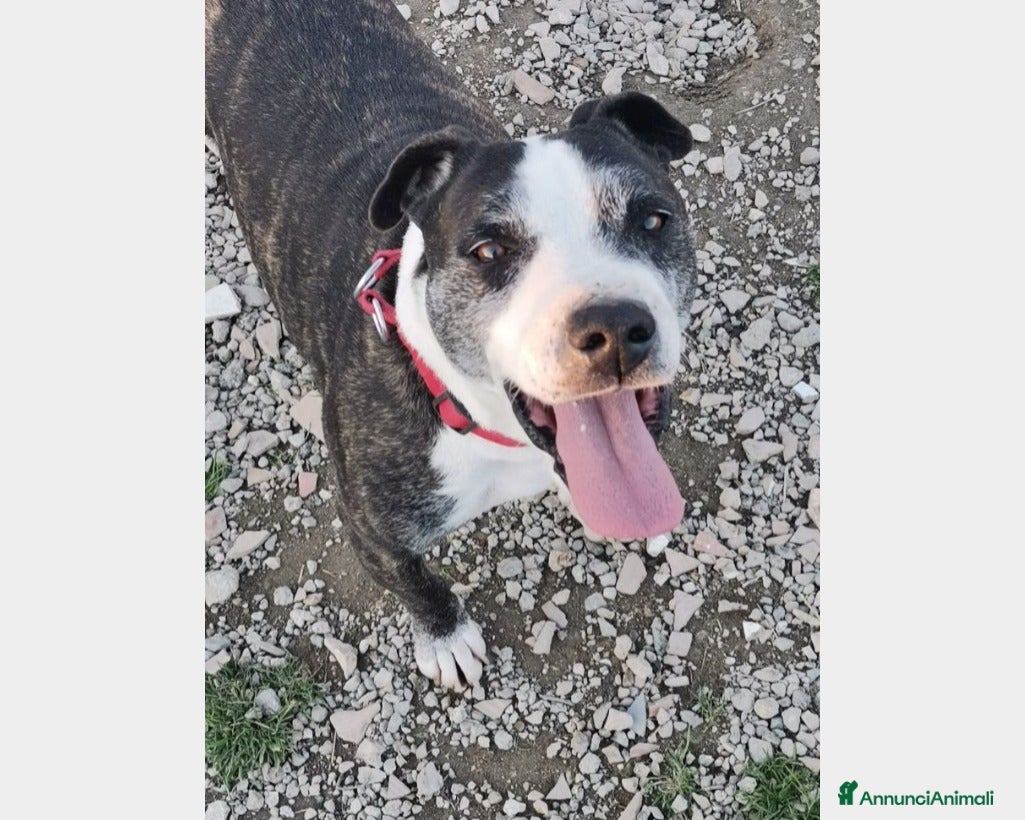 Meticcio cani Zeus adulto riportato 1anno fa in box+Pepito4anni  a Milano - Annuncio 21