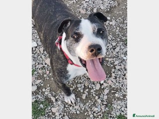 Meticcio cani Zeus adulto riportato 1anno fa in box+Pepito4anni a Milano - Annuncio 42