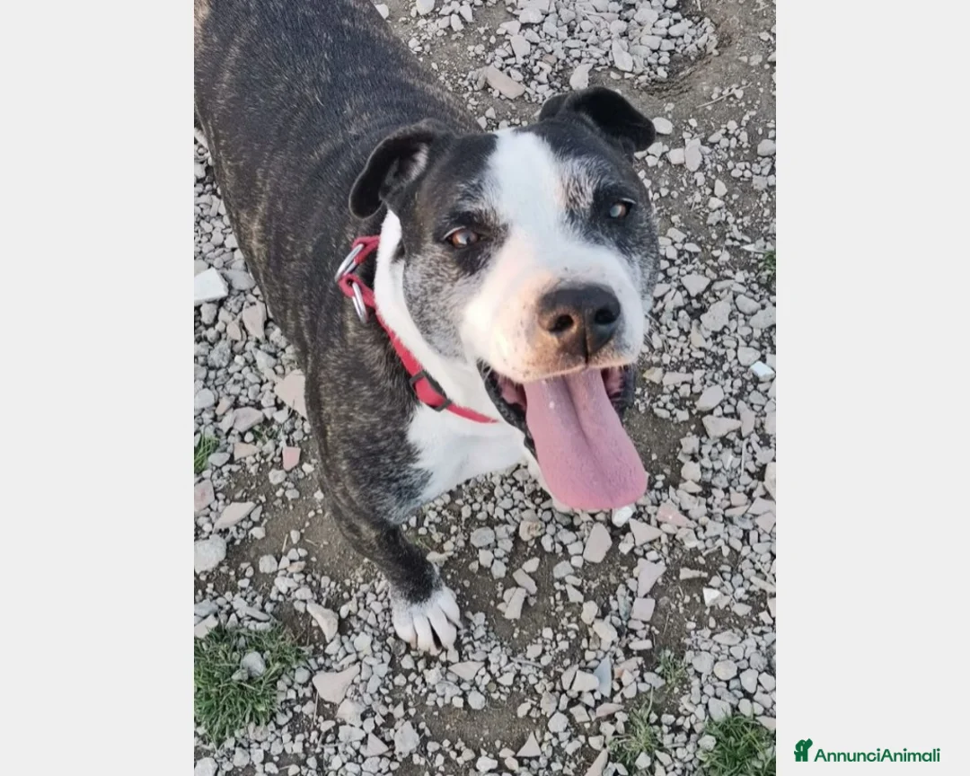 Meticcio cani in regalo: Zeus adulto riportato 1anno fa in box+Pepito4anni  a Milano - Annuncio 1