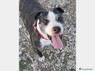 Meticcio cani Zeus adulto riportato 1anno fa in box+Pepito4anni a Milano - Annuncio 37