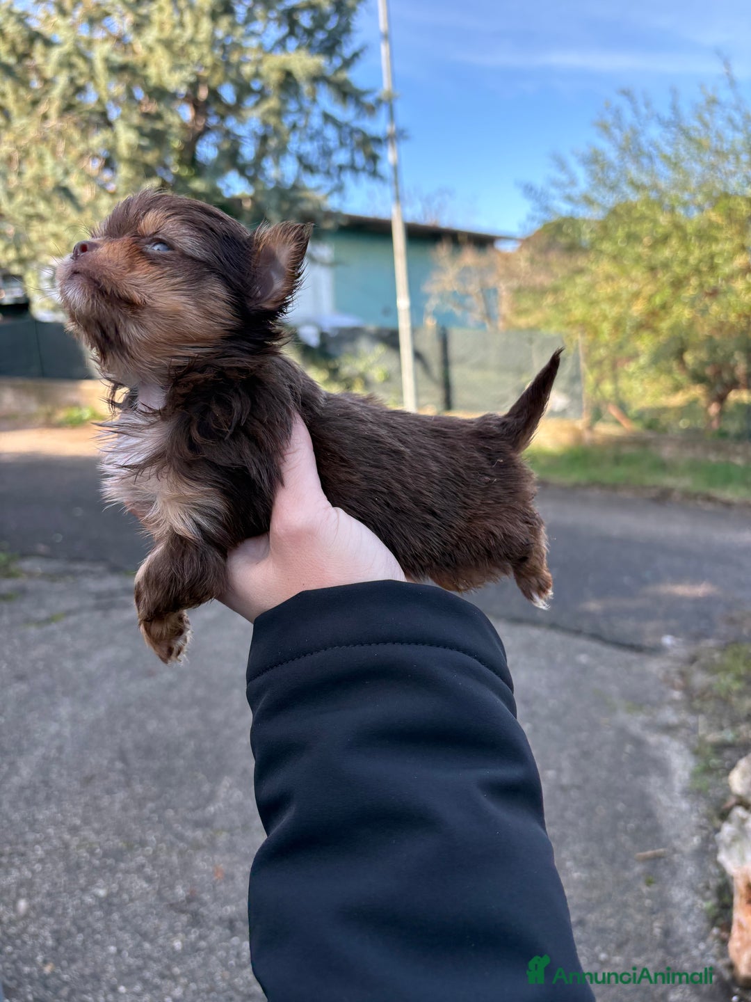 Chihuahua cani in vendita: Chihuahua - Annuncio 1