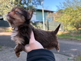 Chihuahua cani Chihuahua - Annuncio 1