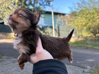 Chihuahua cani Chihuahua - Annuncio 23