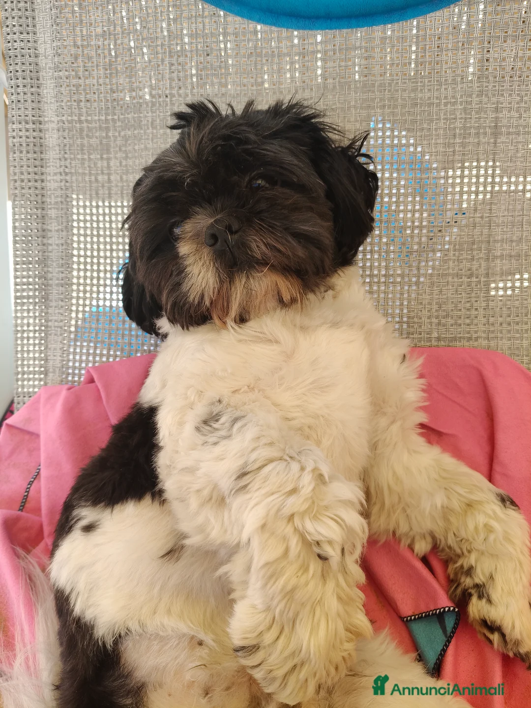 Shih Tzu cani in vendita: Cuccioli Shitzu  - Annuncio 5