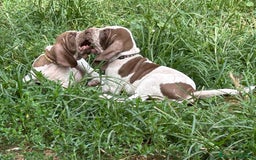 Bracco cani in vendita: cuccioli di bracco italiano a Provincia di Biella - Immagine 4