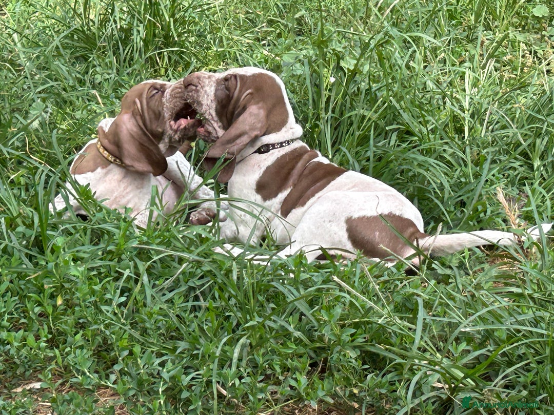 Bracco cani in vendita: cuccioli di bracco italiano a Provincia di Biella - Immagine 4