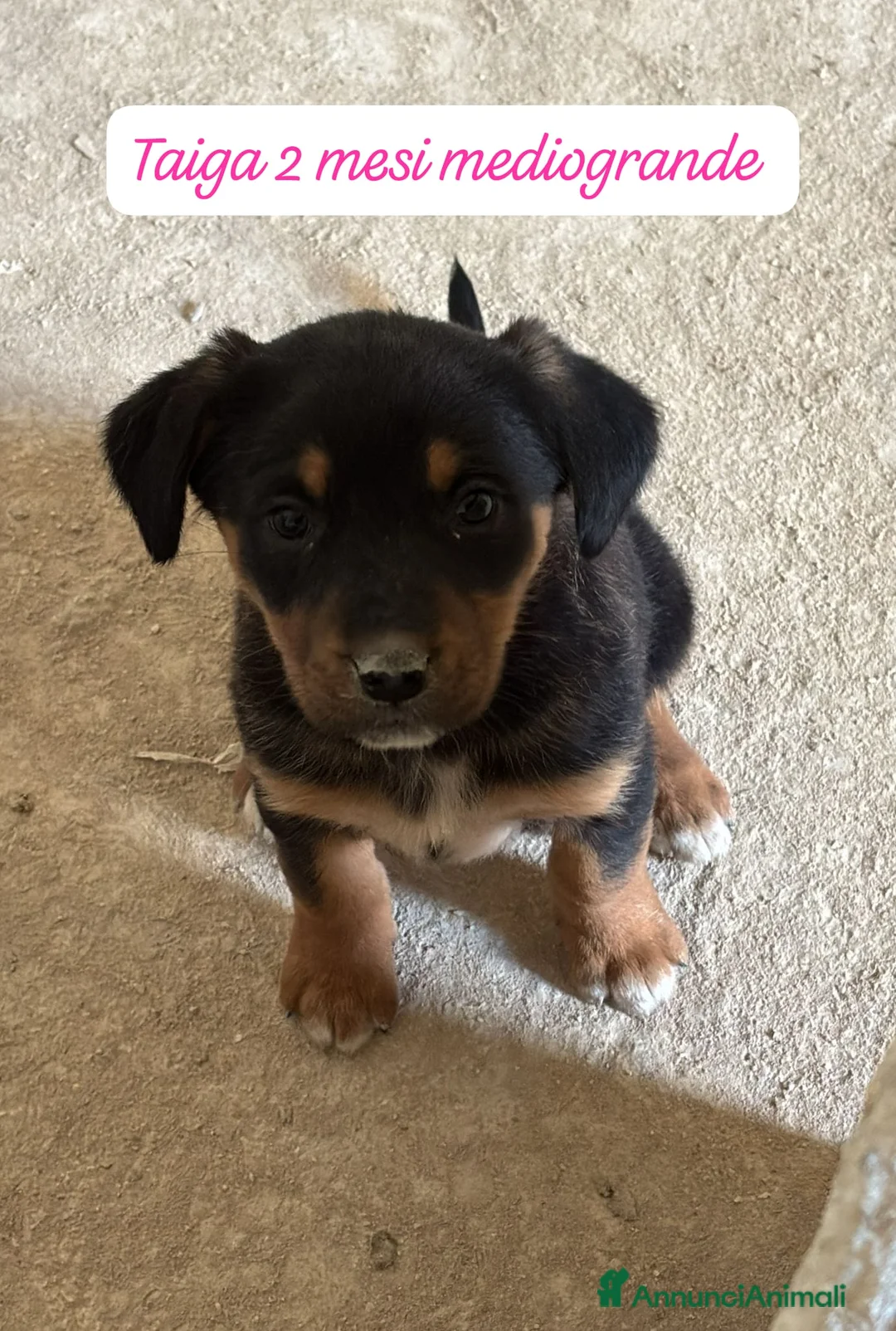 Meticcio cani in regalo: Meticci dimenticati da tutti  - Annuncio 9