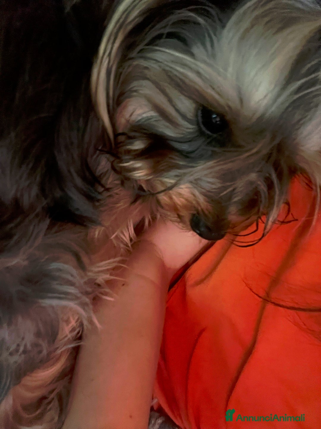 Yorkshire cani per accoppiamento: Cane per monta  - Immagine 5