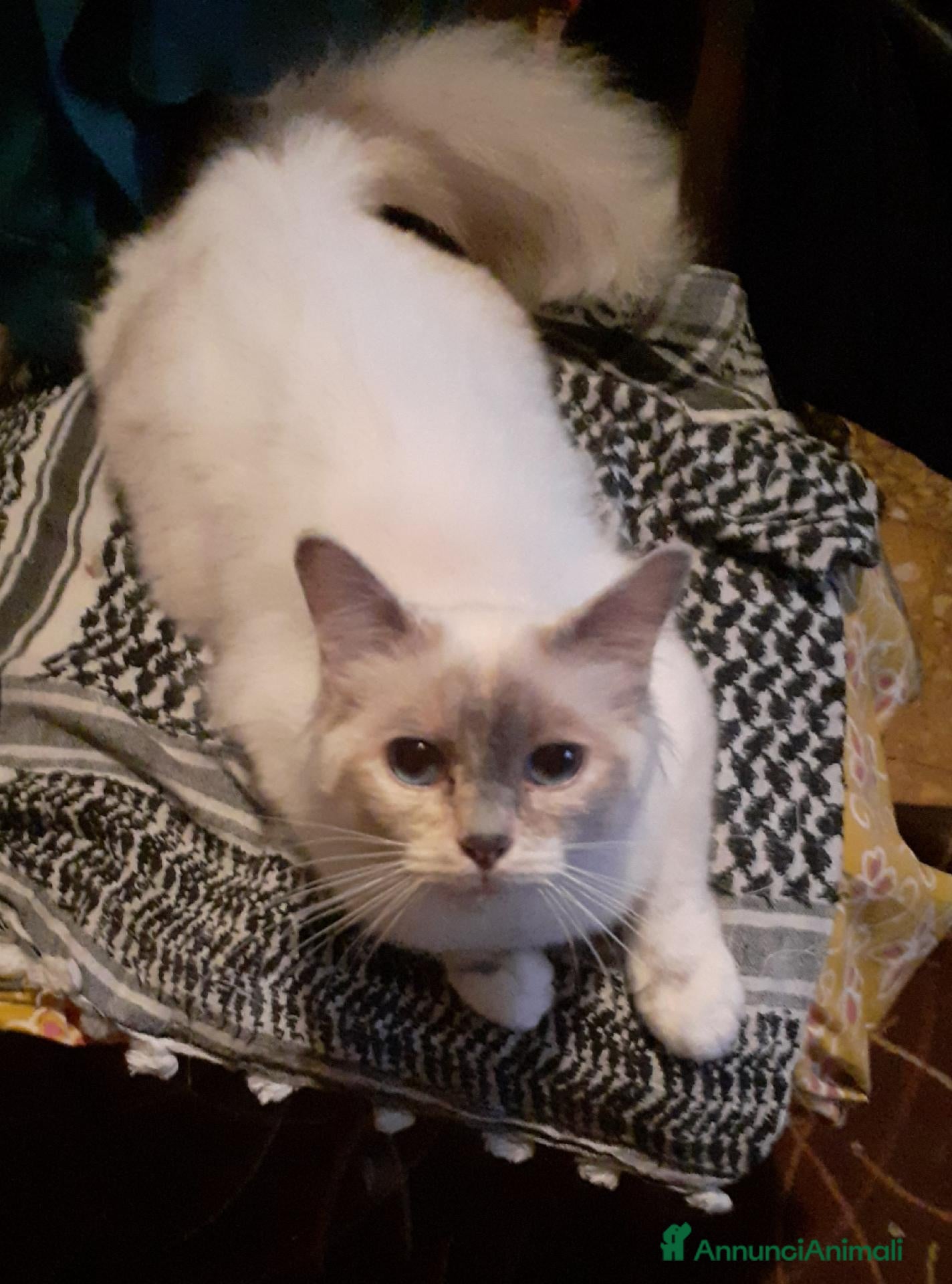 Sacro di Birmania gatti Cedo gattina  - Annuncio 2