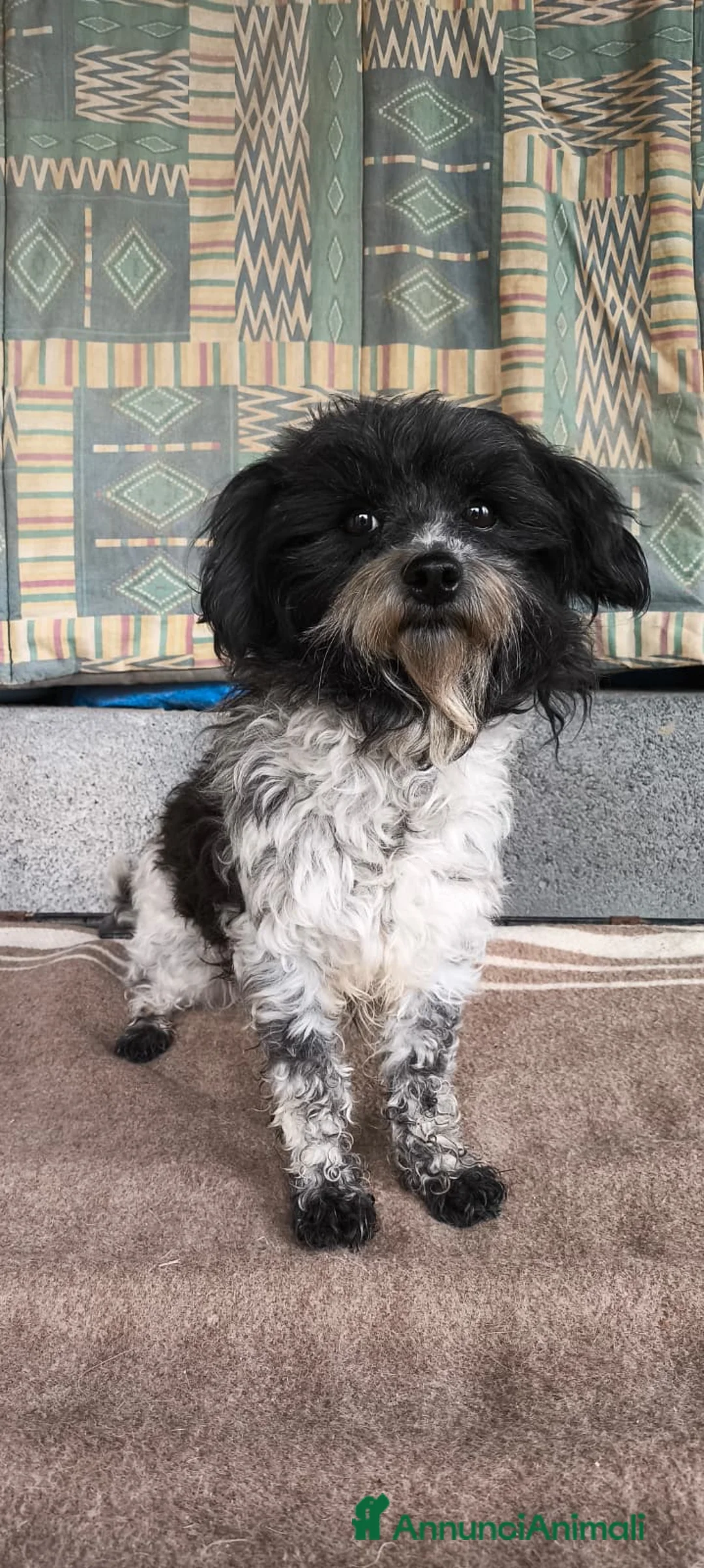 Meticcio cani in regalo: Taglia piccola cerca famiglia a Provincia di Verona - Annuncio 2