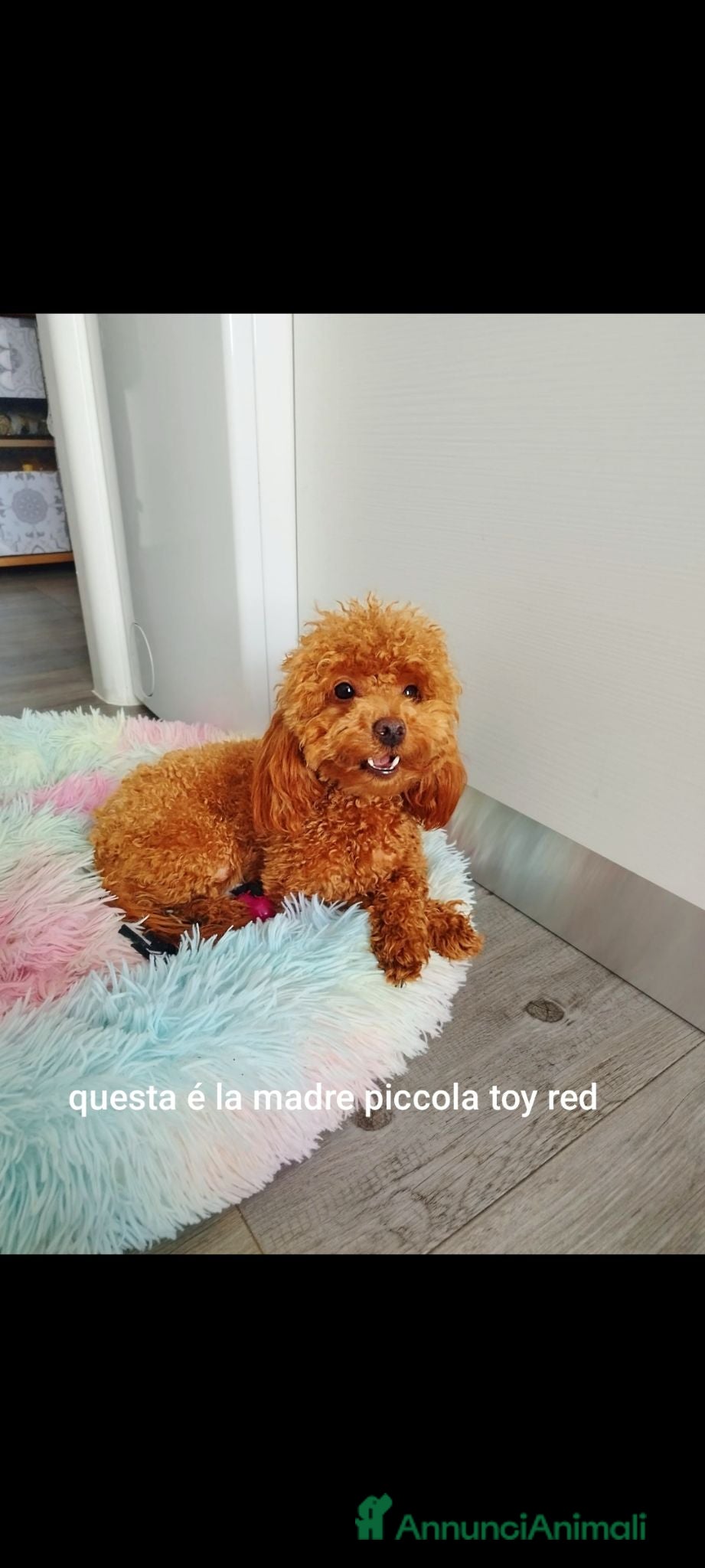Barboncino Toy cani Barboncino minitoy  - Annuncio 10