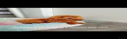 Barboncino Toy cani in vendita: Barboncino minitoy  - Annuncio 1