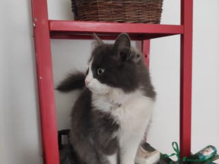 Ragdoll gatti Cerco fidanzato - Annuncio 2