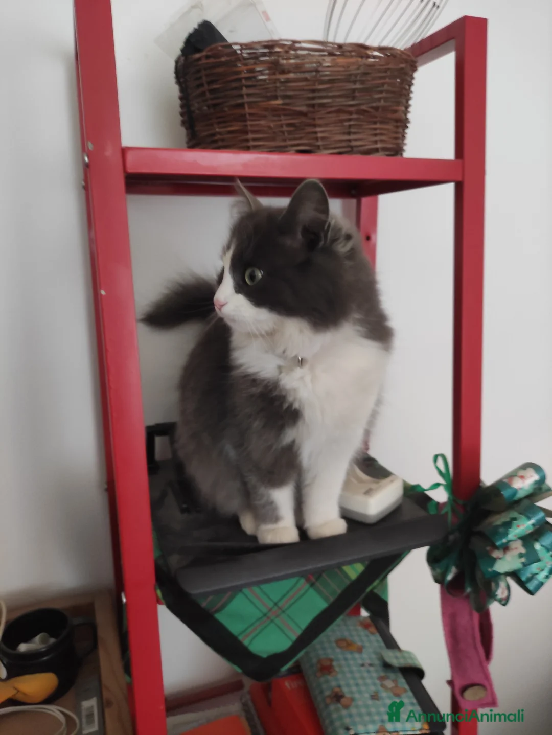 Ragdoll gatti per accoppiamento: Cerco fidanzato  - Annuncio 1