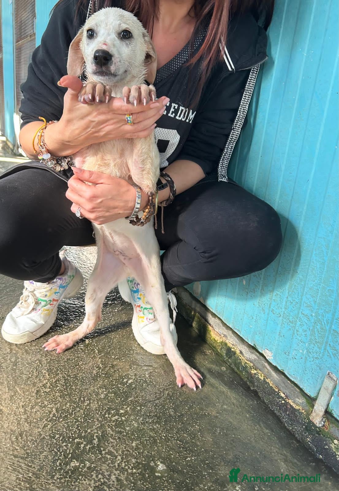 Altre razze cani TOTÒ, NANNI, SANDRO, GAS E ROBIN, - Annuncio 2