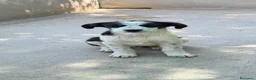 Meticcio cani in regalo: Oliver a Città metropolitana di Milano - Annuncio 2
