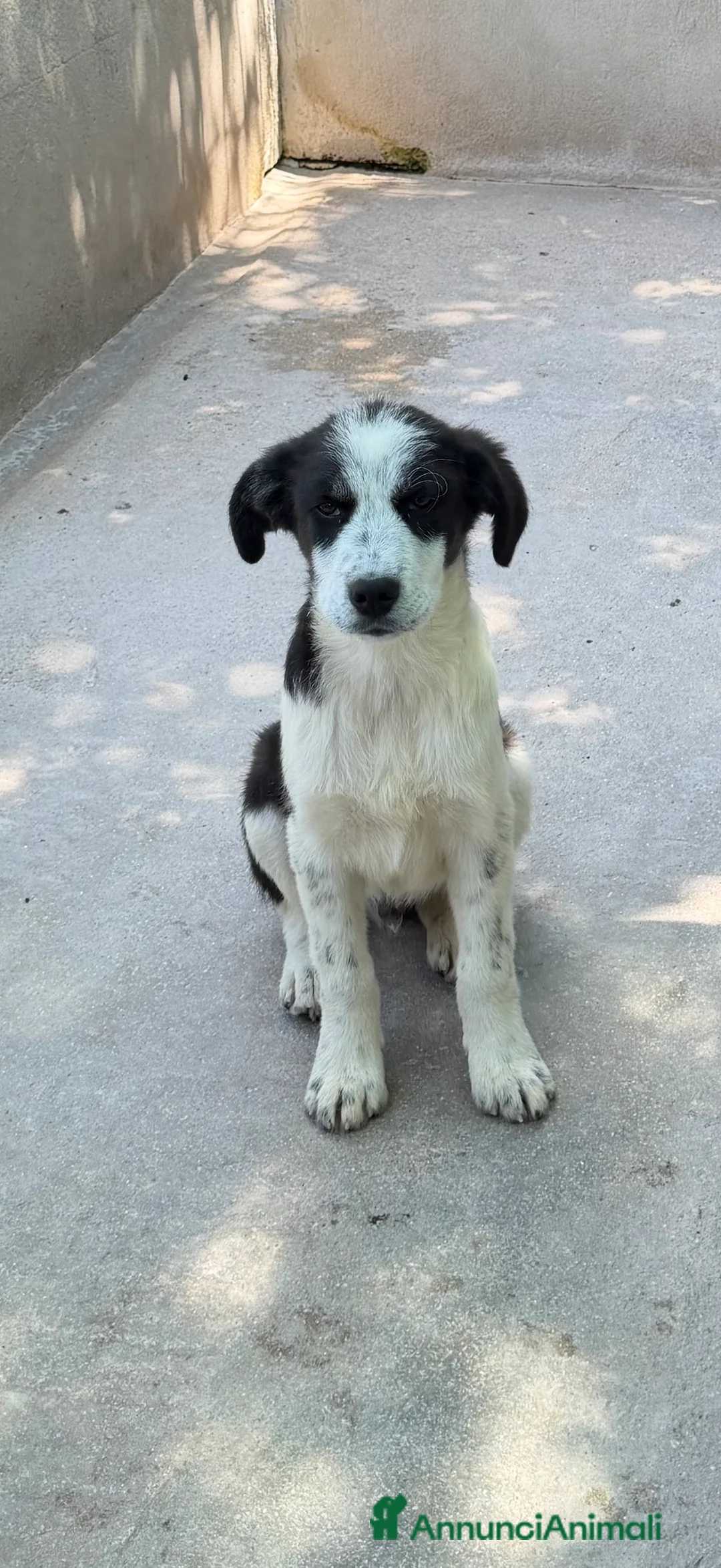 Meticcio cani in regalo: Oliver a Città metropolitana di Milano - Annuncio 2