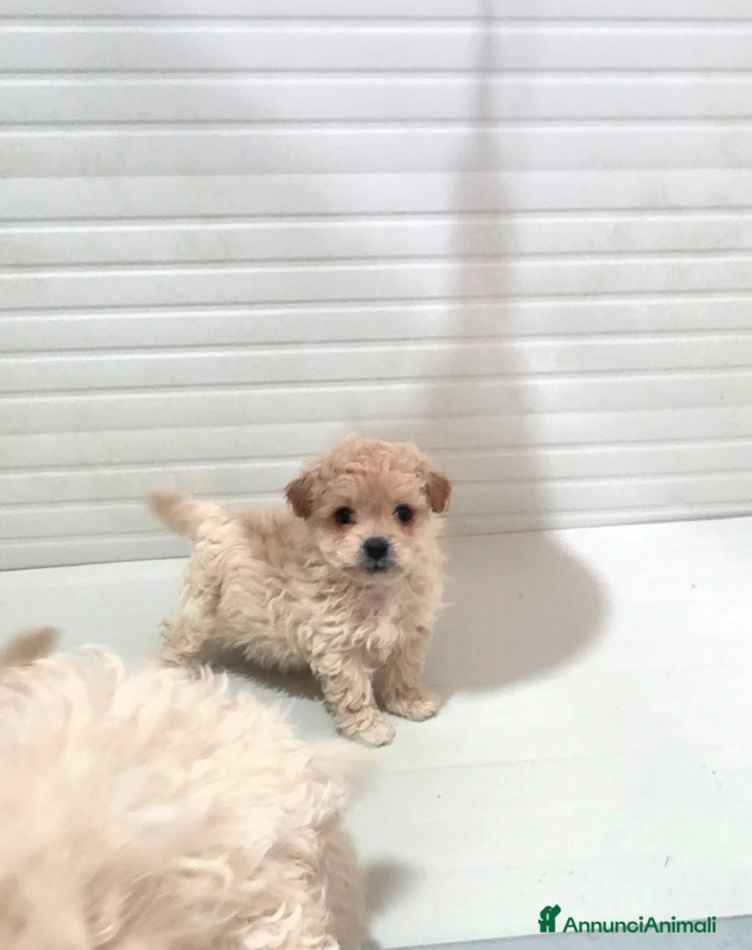 Maltipoo cani in vendita: Maltipoo  - Annuncio 12