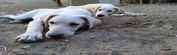 Meticcio cani in regalo: Fratello/sorella 7mesi URGENTE STALLO!!SICILIA SOA - Annuncio 3
