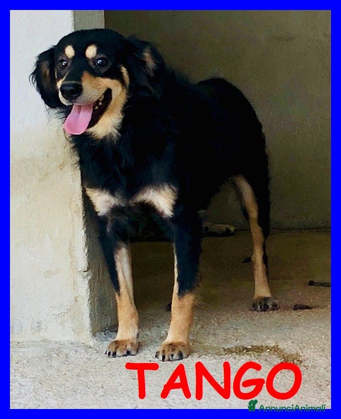 Meticcio cani Tango 8anni bel timidino! - Annuncio 26