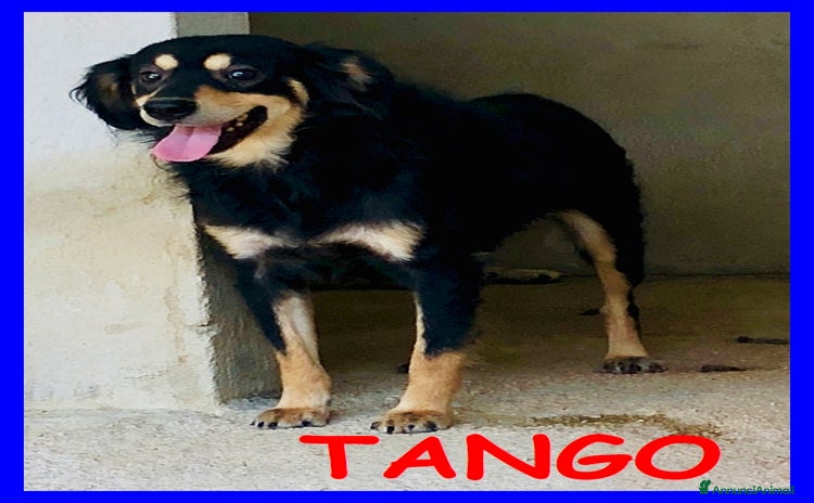 Meticcio cani Tango 8anni bel timidino! - Annuncio 18