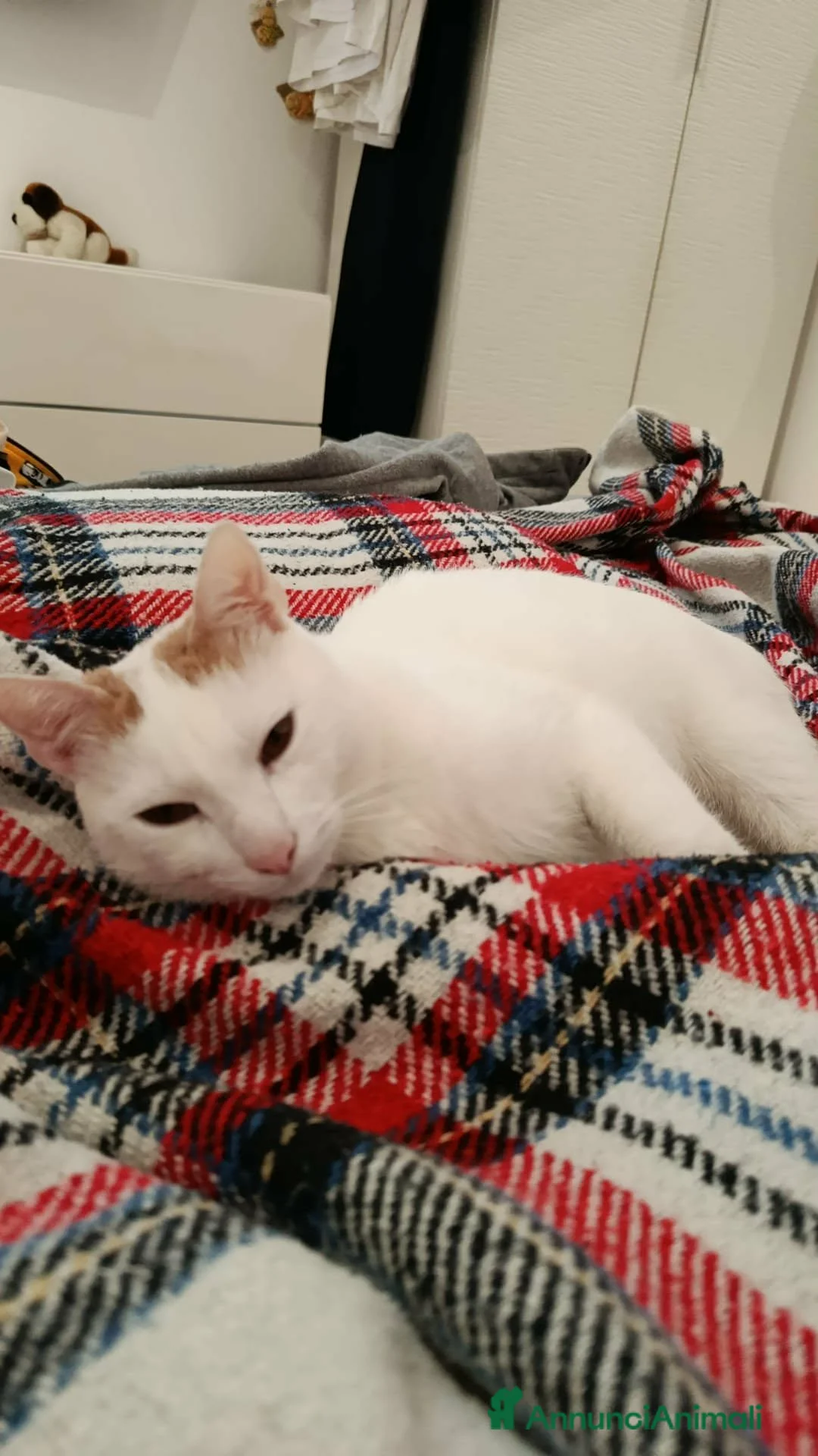 Europeo gatti in regalo: Zury dolcissimo gattino in cerca di una famiglia. - Annuncio 4