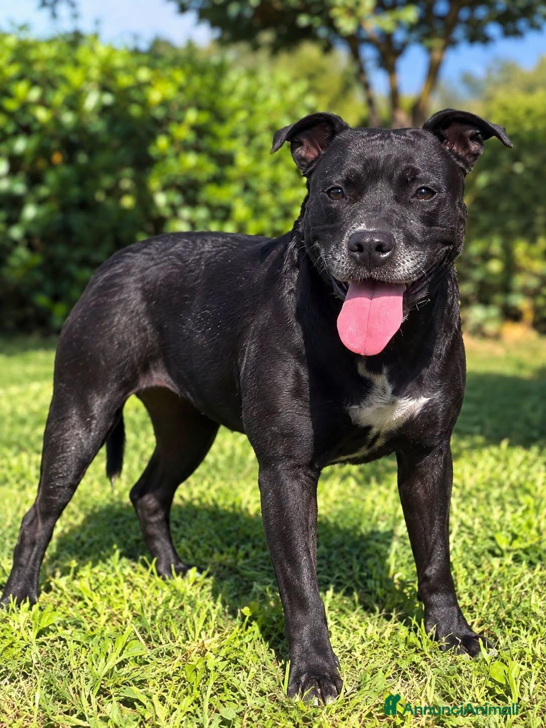 Meticcio cani Fisiniella - Annuncio 9