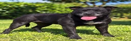 Meticcio cani in regalo: Fisiniella - Annuncio 1